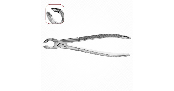 Forceps Extracteur De Dents De Loup 9,5 Pouces - Instrument